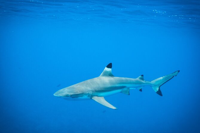 Half-Day Snorkeling Tour From Papeete - Pricing and Booking Details