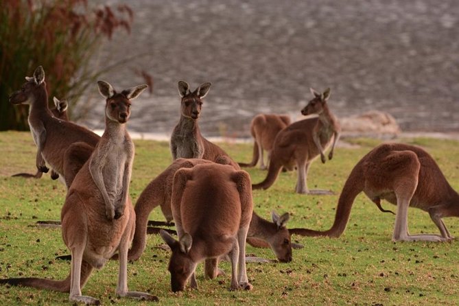 Half-Day Swan Valley & Wildlife Park Tour - Overview of Swan Valley and Wildlife Park Tour