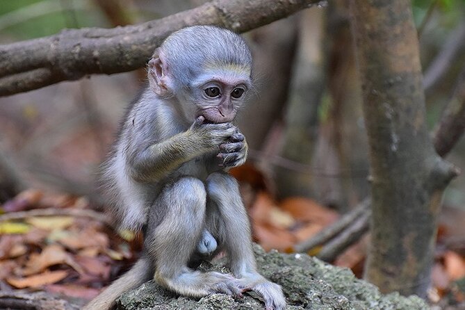 Half Day Tour: St Nicholas Abbey and The Barbados Wildlife Reserve - Inclusions
