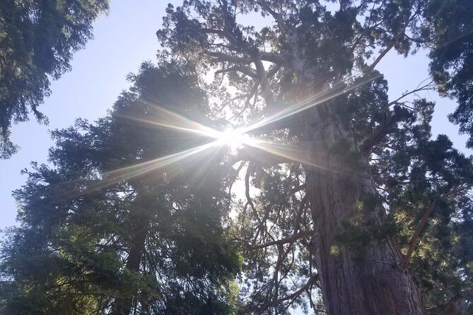 Half Day Tour to Kings Canyon National Park - Highlights of Kings Canyon National Park