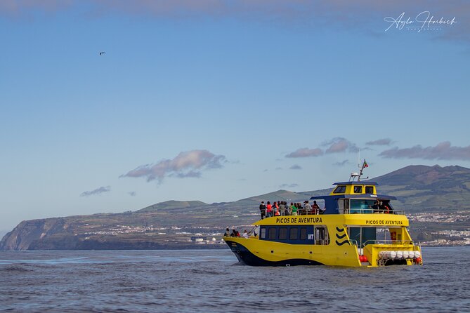 Half-Day Whale and Dolphin Watching Tour in Ponta Delgada - Pricing and Booking Information