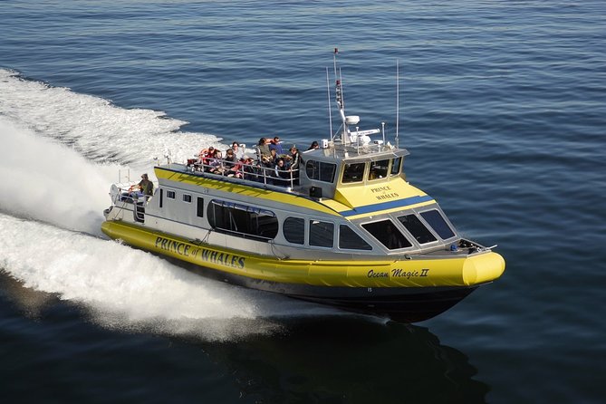 Half-Day Whale Watching Adventure From Telegraph Cove - Tour Overview and Inclusions