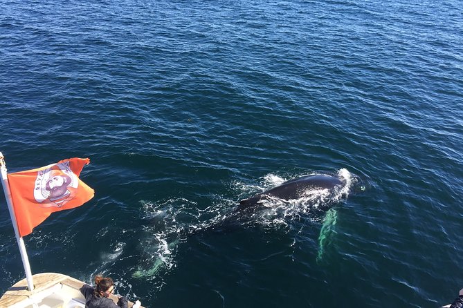 Half-Day Whale Watching and Northern Lights Combo Tour - Tour Details and Inclusions