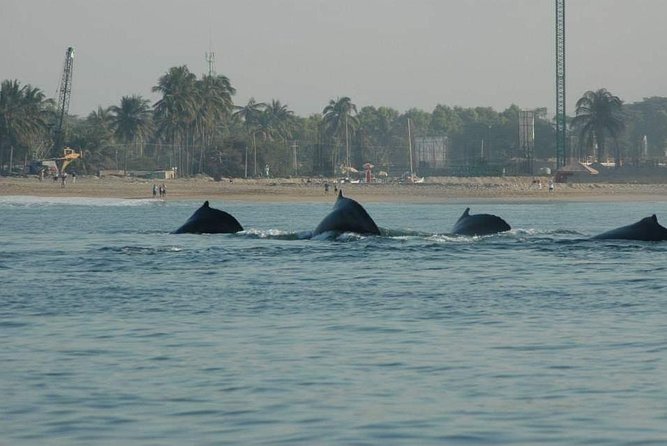Half Day Whale Watching in Puerto Vallarta - Rare Opportunity to Observe Humpback Whales