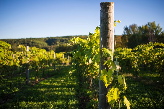 Halifax Small-Group Vineyard Tour With Lunch - Tour Details and Itinerary