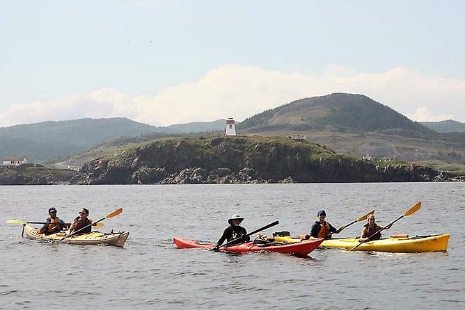 Harbour Kayak Tour