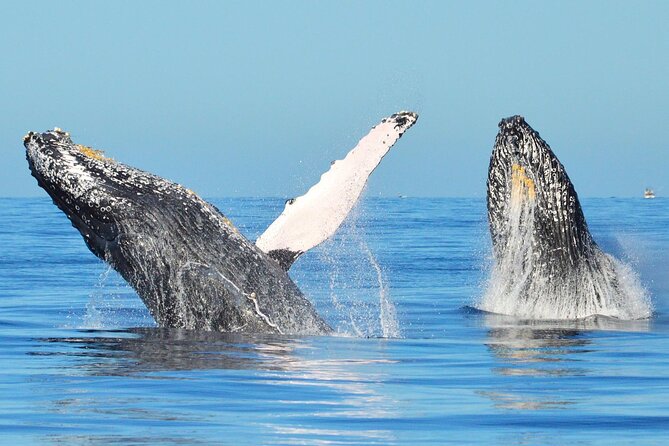 Hear the Whales! World Class Whale Watching! - Boat Tour and Whale Watching Experience