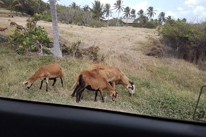 Highlights of Barbados Sightseeing Tour - Plantation and Rum Distillery