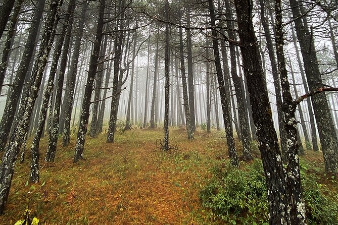 Hiking in the Enchanted Forest of Ixtepeji With Rescue Dogs - Unleash Your Adventure: Hiking Trails Overview