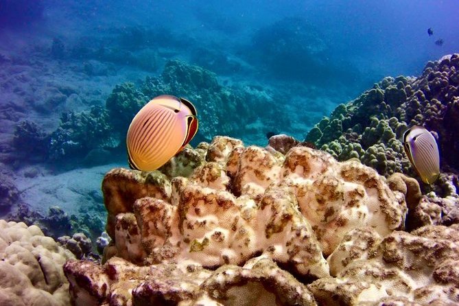 Hilo Small-Group Dolphin Watch and Snorkel Tour  - Big Island of Hawaii - Meeting and Pickup Details