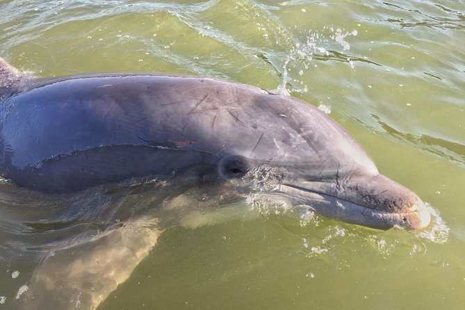 Hilton Head Dolphin Tour With Stop at Disappearing Island - Additional Information