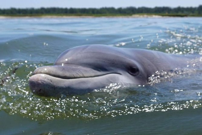 Hilton Head Guided Kayak Eco Tour - Tour Details