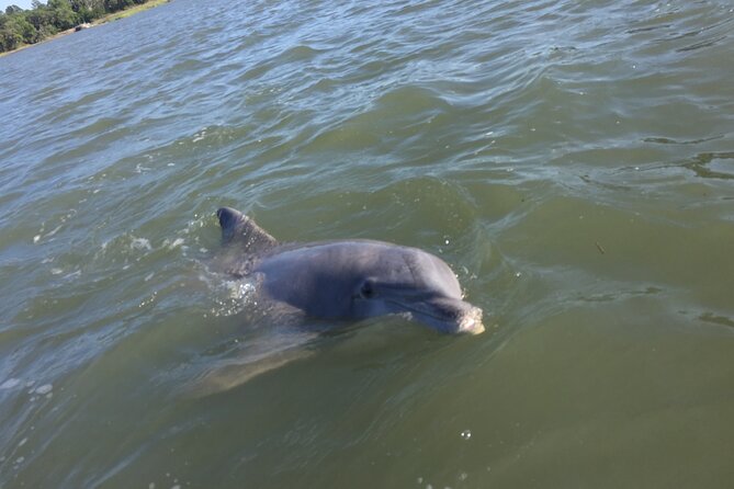 Hilton Head Island Sunset Dolphin Tour - Sunset Dolphin Tour Overview