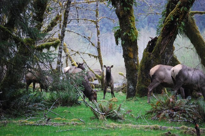 Hoh Rain Forest and Rialto Beach Guided Tour in Olympic National Park - Overview of the Tour