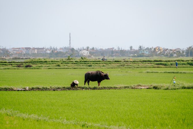 Hoi An Countryside Experience by Electric Car - Traveler Photos and Reviews