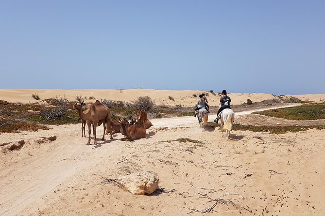 Horse Ride on the Beach in Essaouira - Pricing and Booking Details