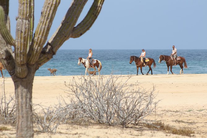 Horseback Riding Tour in Cabo San Lucas - Tour Details