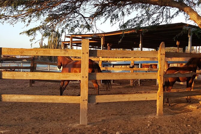 Horseback Riding Wariruri Beach Tour in Aruba - Tour Details
