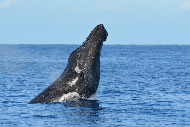 Humpback Whale Sanctuary Guided Boat Tour From Kawaihae Harbor  - Big Island of Hawaii - Pricing and Booking