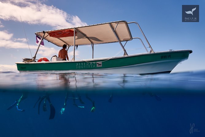 Humpback Whale Watching and Marine Life in Moorea - Overview and Inclusions