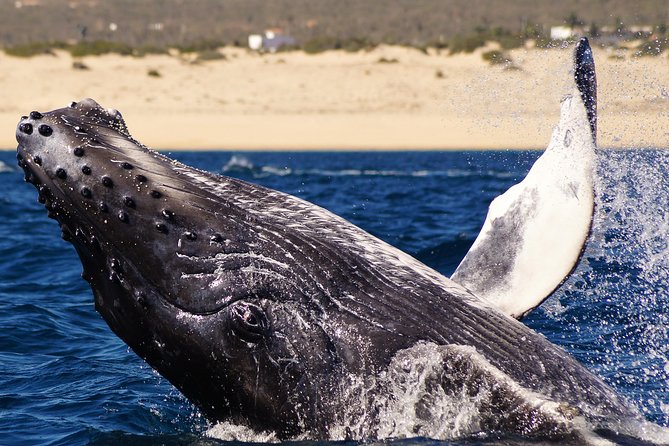 Humpback Whale Watching in Cabo San Lucas - Tour Overview