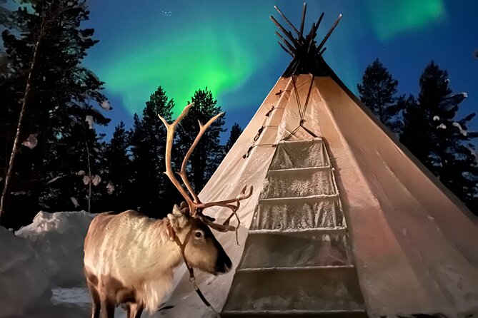 Hunt for Auroras by Reindeer Sled in Kiruna - Overview of Reindeer Caravan Experience