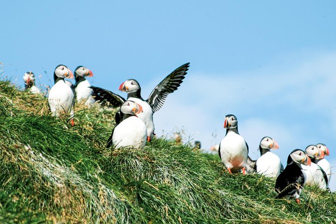 Husavik Traditional Oak Ship Whale- and Puffin-Watching Cruise  - Akureyri - Tour Details and Highlights
