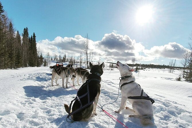 Husky Sledding Tour - Cancellation Policy and Refunds