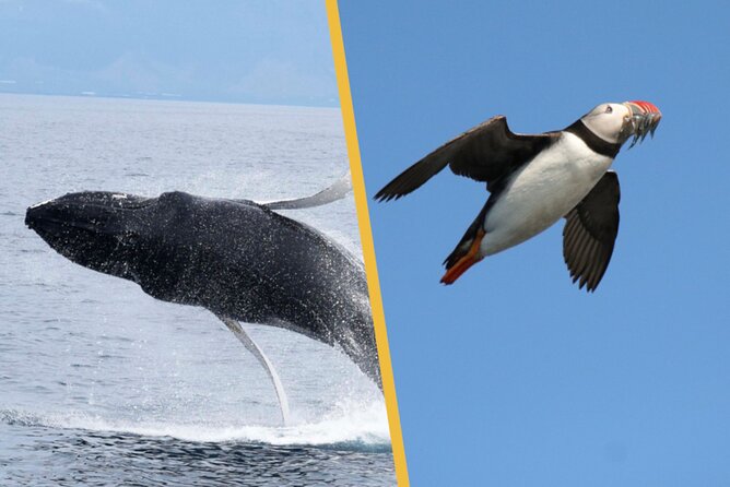 Iceland Super Saver: Puffin Cruise Plus Whale-Watching Tour From Reykjavik - Pricing and Booking Details