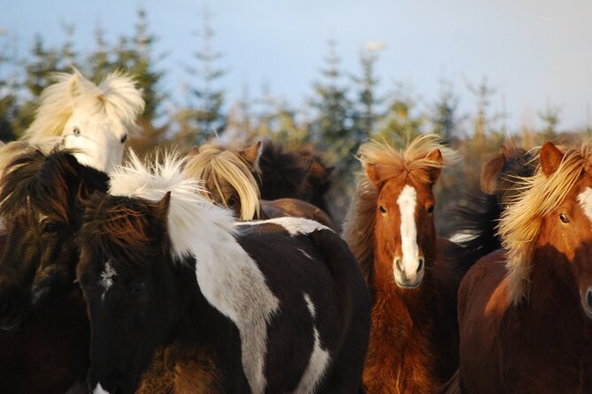 Icelandic Horse Riding and Whale Watching Tour From Reykjavik - Tour Overview and Features