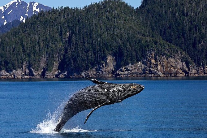 Icy Strait Shore Excursion: Whale Watching Adventure Tour - Tour Highlights