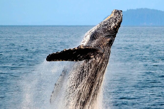 Icy Strait Whale & Wildlife Endeavor - Tour Highlights
