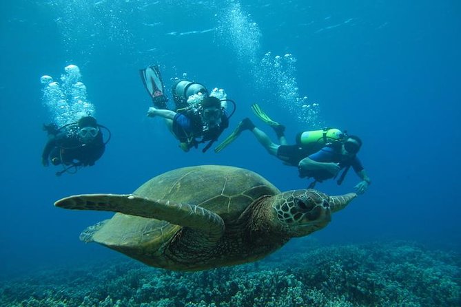 Intro to Scuba Diving in Kaanapali - Scuba Diving Paradise in Kaanapali