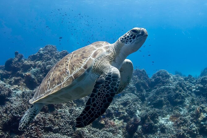 Introductory Diving Class in the Cozumel Reefs - Preparing for Your Dive