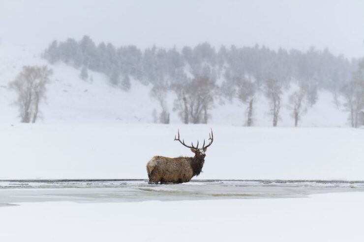 Jackson: Grand Teton, Bighorn Sheep, and Petroglyphs Tour - Tour Details