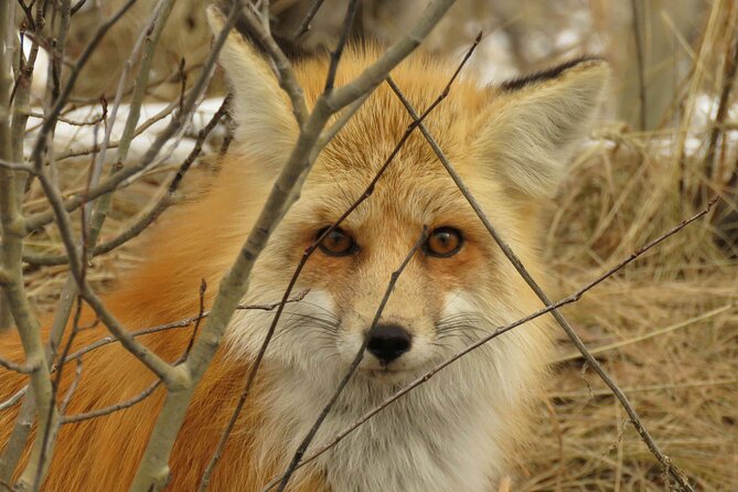 Jackson Hole & Grand Teton Park - Full-Day Wildlife Tour - Full-Day Adventure in Search of Wildlife