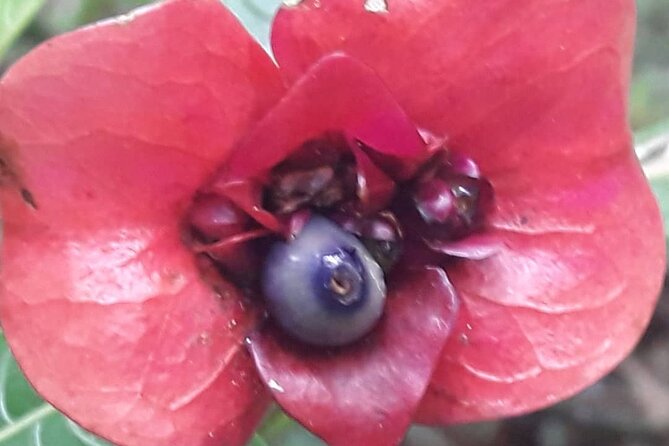 Jamaica Blue Mountain Guided Nature Tour - Tour Details