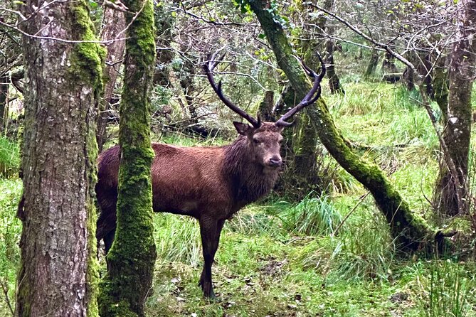 Jaunting Car Tour in Killarney National Park - Guides Knowledge and Friendliness