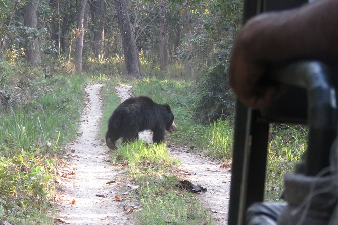 Jeep Safari ( Inside Chitwan National Park, 8-10 Hrs.). - Overview and Inclusions