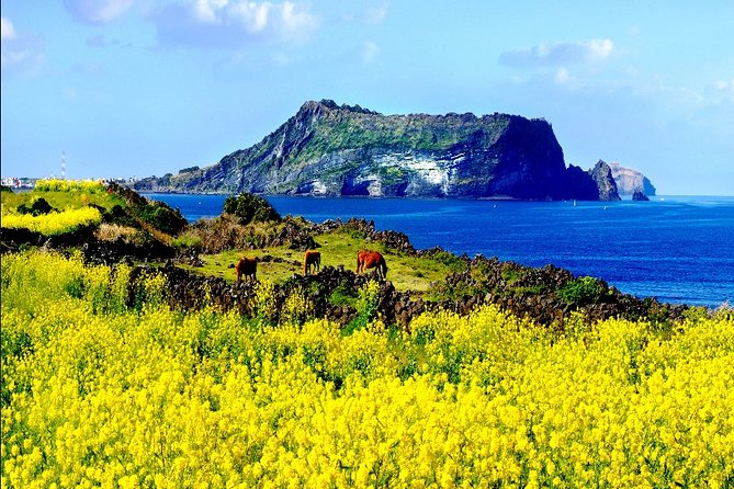Jeju Customizable Private Tour - Tour Reviews and Ratings