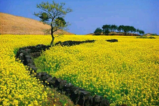 Jeju East Island Bus (Or Taxi) Tour Includes Lunch and Entrance Fee. - Pricing and Inclusions