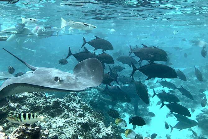 Jet Ski Moorea Private Tour Only - Common Questions