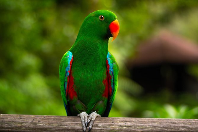 Jurong Bird Park Bird Photography - Bird Photography Masterclass Overview