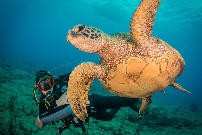 Kauais Ultimate Discover Scuba Dive - OCEAN EXPERIENCE (1 Tank Dive) - Dive Tour Overview and Details