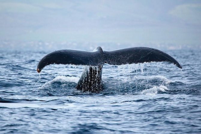 Kawaihae Luxury Snorkel Cruise & Wildlife Watch With Lunch - Overview and Activities