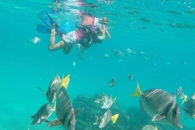 Kayak and Snorkel Tour at Pelican Rock - Meeting and Pickup