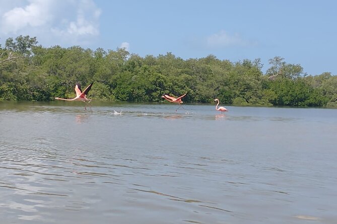 Kayak Experience in the Mangroves of Holbox - Yum Balam Reserve
