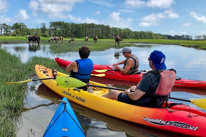 Kayak Tour Along Assateague & Chincoteague Island, Virginia - Kayak Options