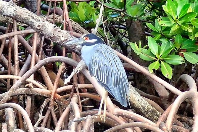 Kayaking Tour of Mangrove Tunnels in South Florida  - Fort Lauderdale - Tour Details