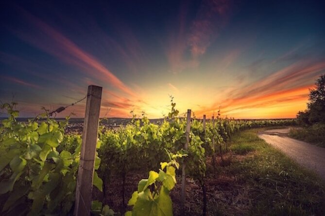 Kefalonia Private Wine Tour - The Sum Up